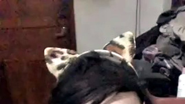 Crossdresser indo leopard sexy outfit masturbation